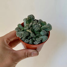 Load image into Gallery viewer, Concrete Leaf Plant (Titanopsis calcarea) 2.5&quot; pot
