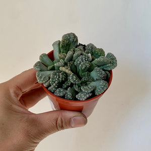 Concrete Leaf Plant (Titanopsis calcarea) 2.5" pot