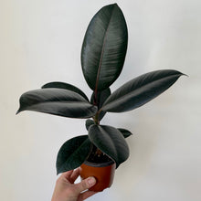 Load image into Gallery viewer, Burgundy Rubber Fig Tree (Ficus Elastica), 3.5”Pot
