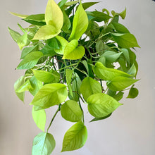Load image into Gallery viewer, Neon Pothos 8” hanging basket
