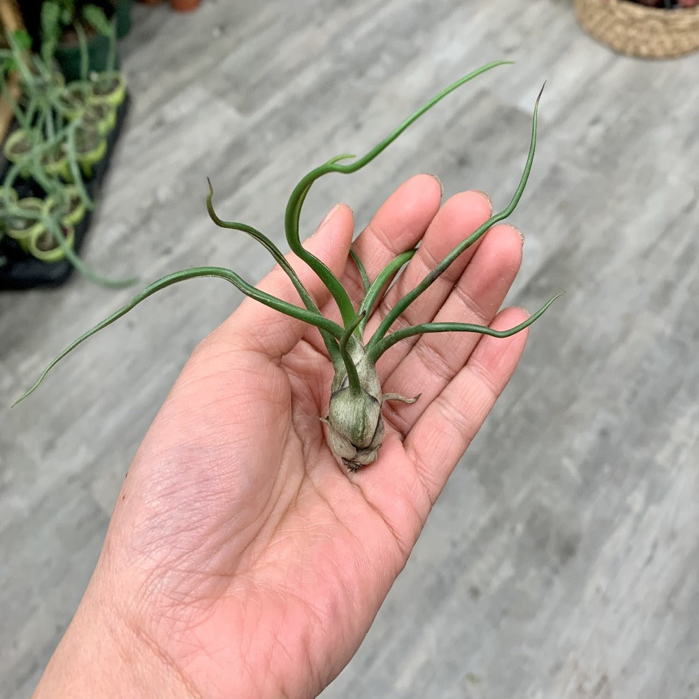 Tillandsia Bulbosa
