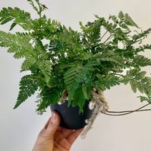 Load image into Gallery viewer, Rabbit Foot Fern in 5&quot; pot
