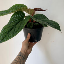 Load image into Gallery viewer, Anthurium Luxurians X Radicans (Hybrid) 6&quot; pot
