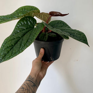 Anthurium Luxurians X Radicans (Hybrid) 6" pot
