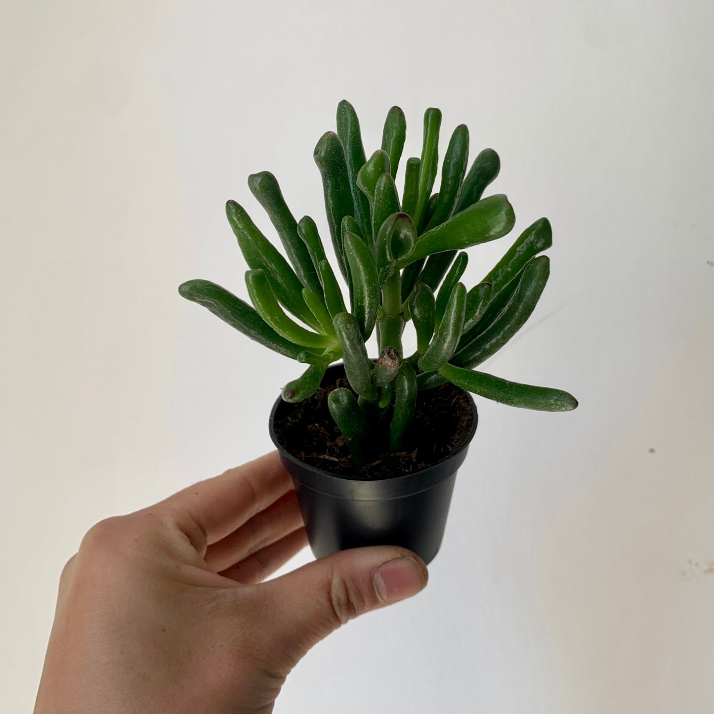 Crassula ovata "Hobbit Jade"  2.5" pot