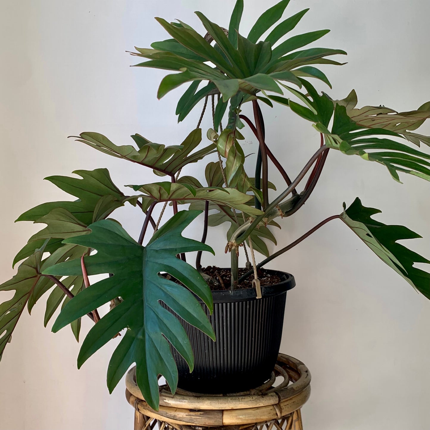 Philodendron mayoi 8”hanging basket