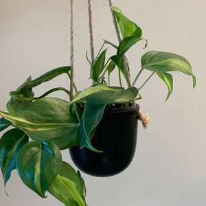 HELENA Hanging Decorative Hanging Pot (4"X4")