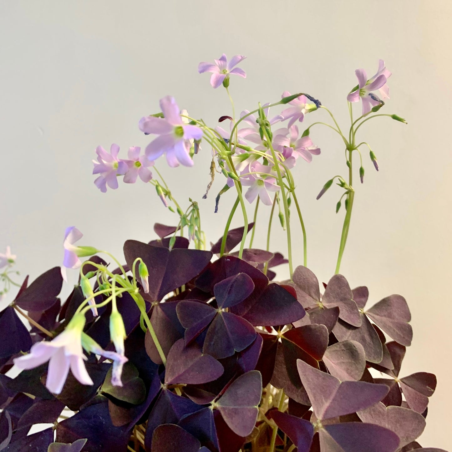 Purple Shamrock Plant (Oxalis triangularis) 4" pot