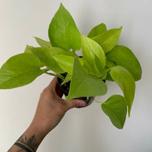Load image into Gallery viewer, Neon Pothos, 4&quot; Pot

