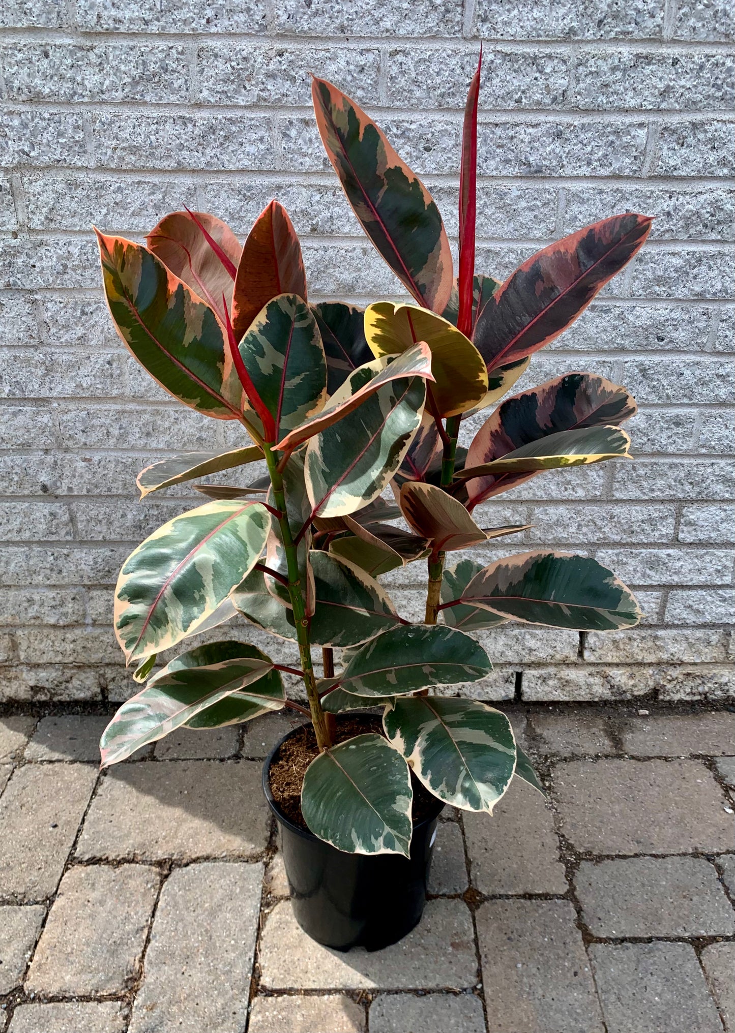 Variegated Ficus Elastica Column “Ruby” approximately 2.5 ft tall in 8”pot
