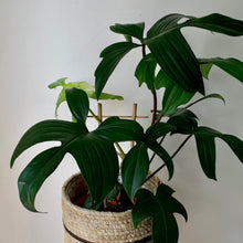 Load image into Gallery viewer, Philodendron &quot;Florida Green Beauty&quot;  Red Stem on trellis in 6” pot
