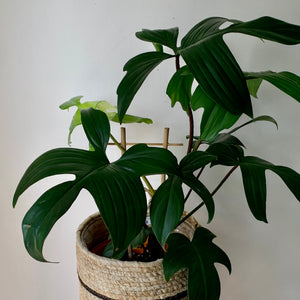 Philodendron "Florida Green Beauty"  Red Stem on trellis in 6” pot