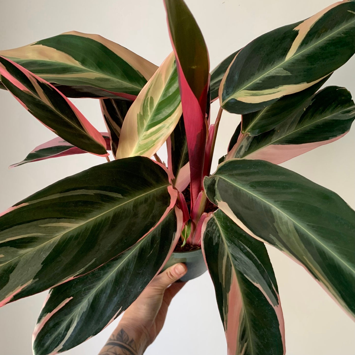 Calathea Stromanthe Triostar 6”pot