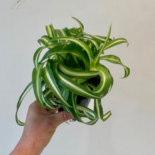 Load image into Gallery viewer, Curly Spider Plant (Chlorophytum Comosum) 3.5&quot;”pot
