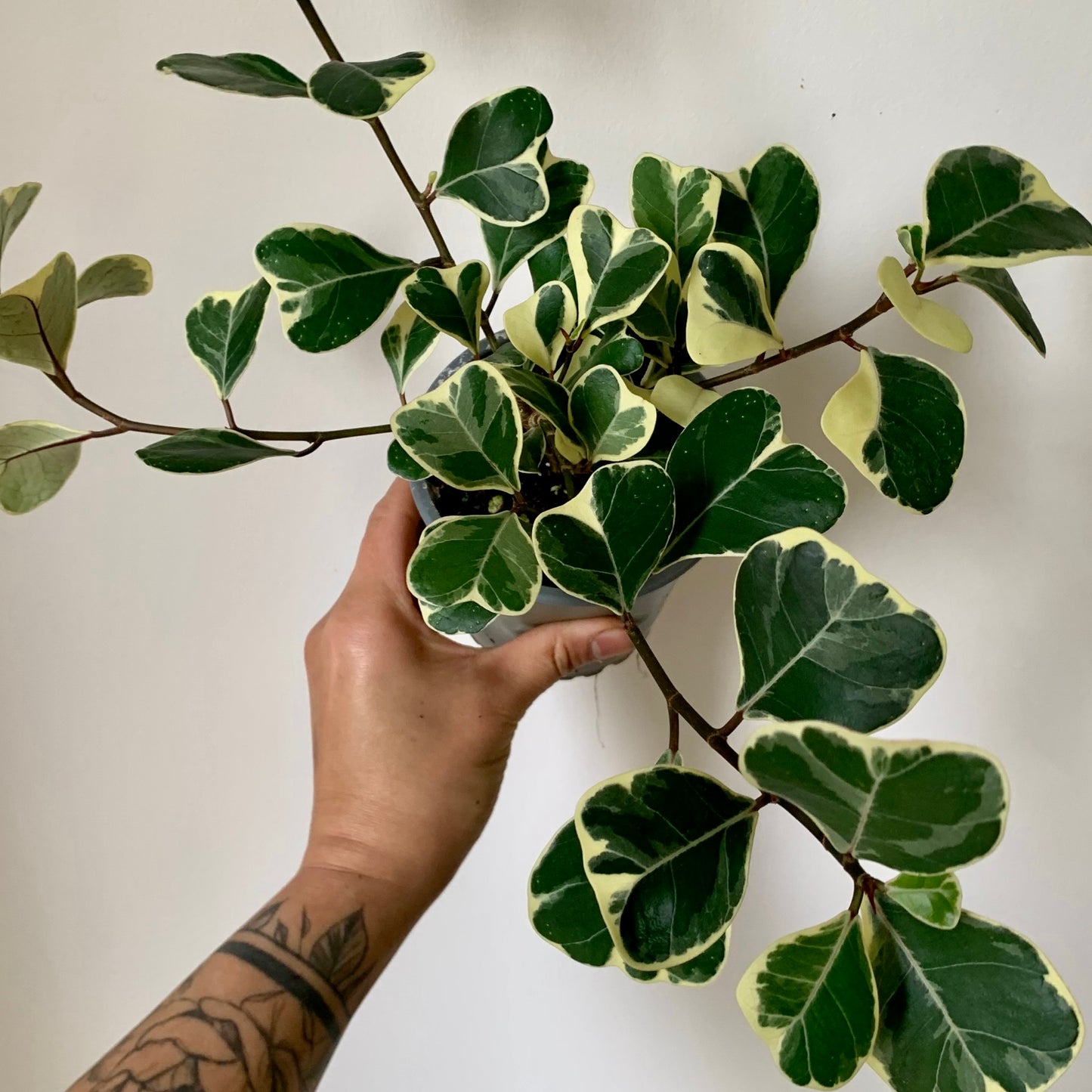 Ficus Triangularis Variegated 4” pot