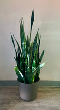 Load image into Gallery viewer, Sansevieria “Black Coral” (approximately 3FT tall) 10” pot
