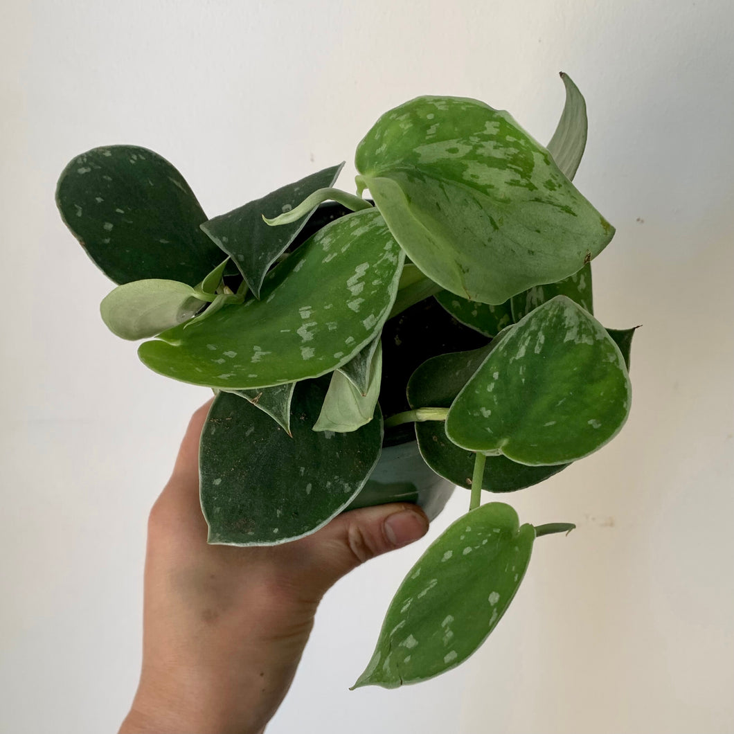 Scindapsus Pictus ” 4” pot