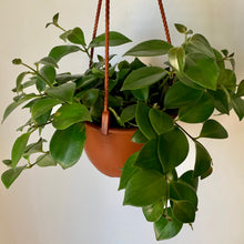 Load image into Gallery viewer, Mona Lisa Lipstick plant 6” hanging basket
