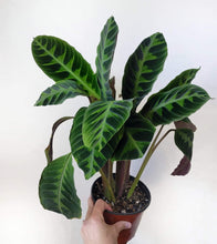 Load image into Gallery viewer, Premium Potting Media CALATHEA 3 Litres
