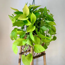 Load image into Gallery viewer, Neon Pothos 8” hanging basket
