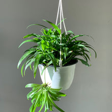 Load image into Gallery viewer, Spider Plant Green (Chlorophytum Comosum)6” hanging basket
