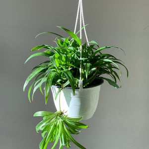 Spider Plant Green (Chlorophytum Comosum)6” hanging basket