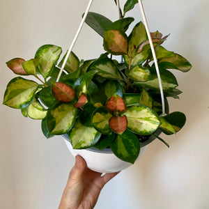 Hoya Australis Variegated“Lisa” 8" Hanging basket