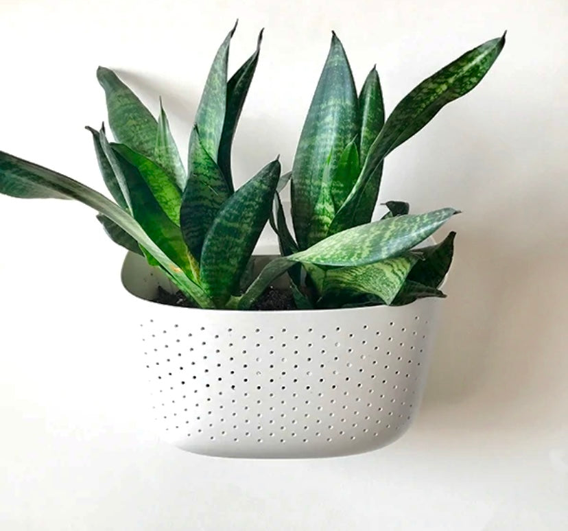 WallyGro Eco Planter (multiple colours available)