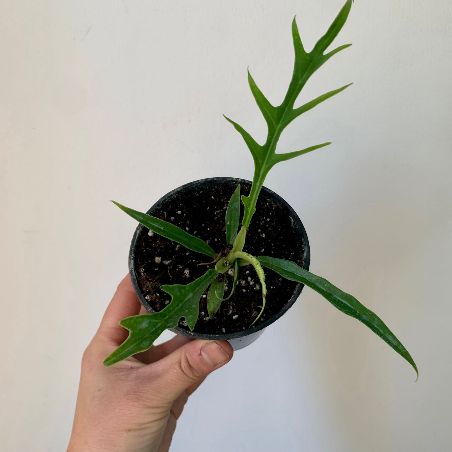 Philodendron Tortum 3.5”pot