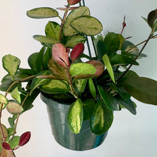 Load image into Gallery viewer, Hoya Australis Variegated“Lisa” 8&quot; Hanging basket
