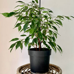 Ficus Benjamina Variegated "Anastasia"  (approx 2 feet tall) 7" pot