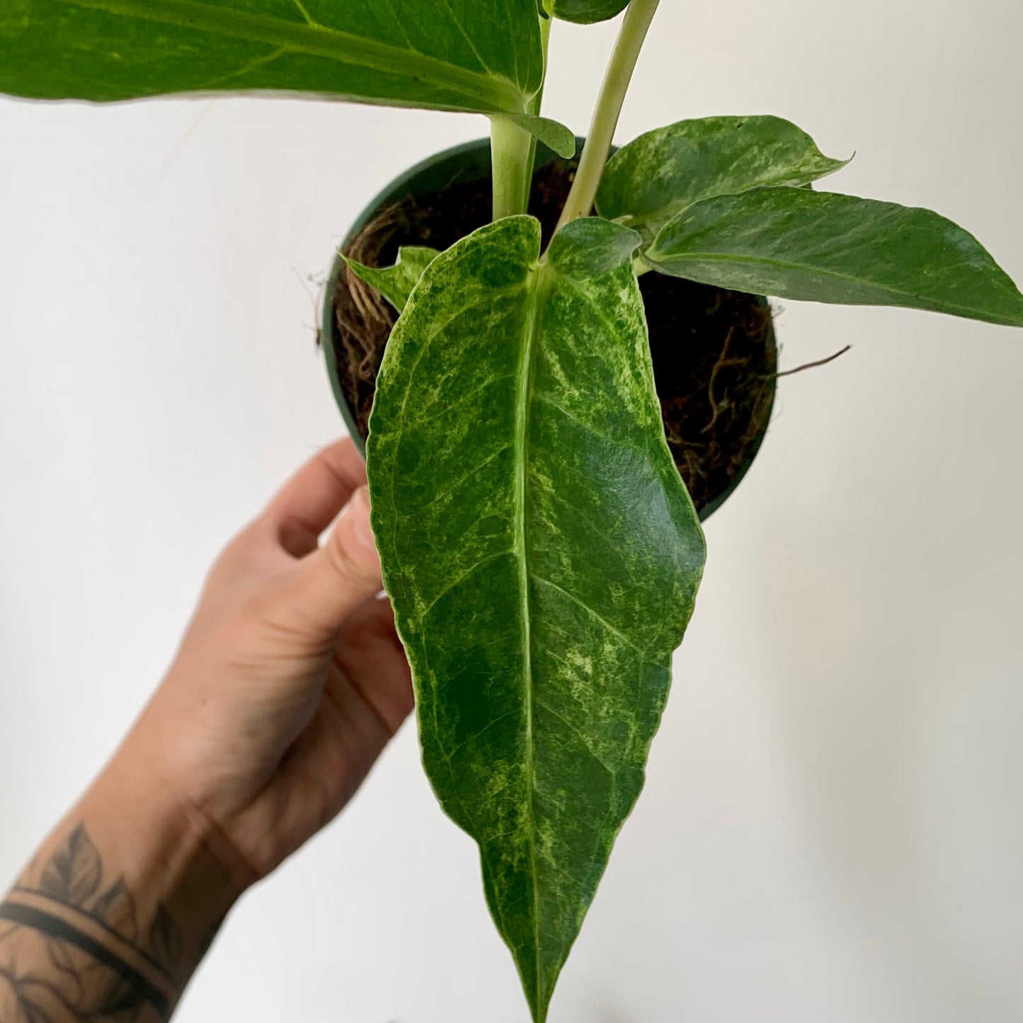 Variegated Birdnest Anthurium (Hookeri) 4" pot