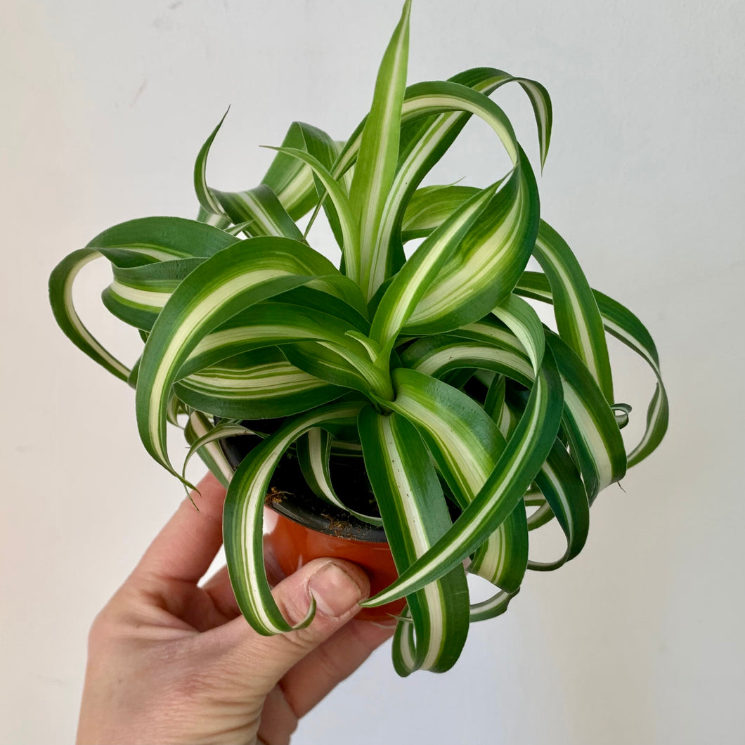 Curly Spider Plant (Chlorophytum Comosum) 3.5