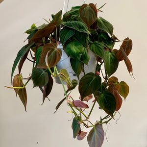 Philodendron “Micans” 8 hanging basket