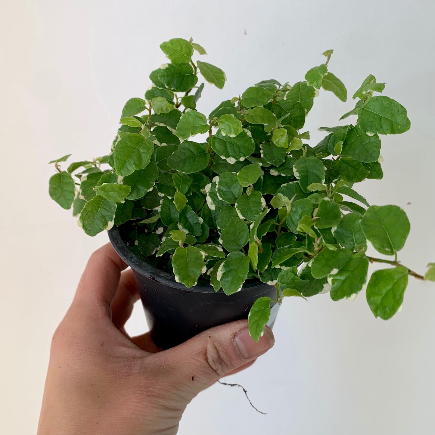 Variegated Creeping Fig  (Ficus pumila) 3.5"pot