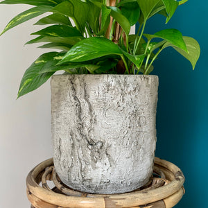 BIRCH Cylindrical Concrete decorative Pot (8”x8)
