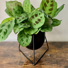 Load image into Gallery viewer, CHARLOTTE Raised Modern Planter
