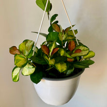 Load image into Gallery viewer, Hoya Australis Variegated“Lisa” 8&quot; Hanging basket
