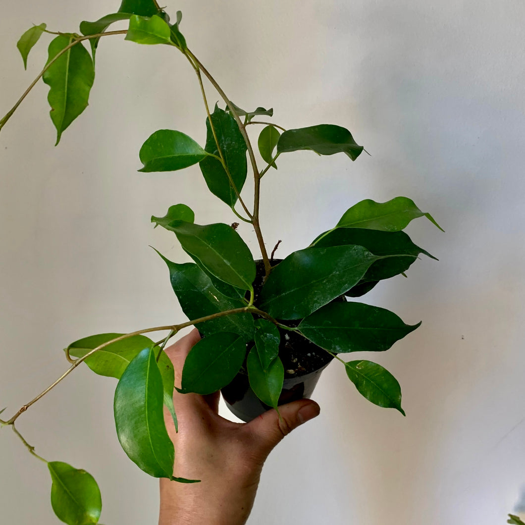 Ficus Benjamina Green 3.5