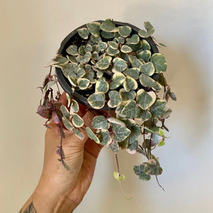 String of Hearts (Ceropegia Woodii) Variegated 4”pot