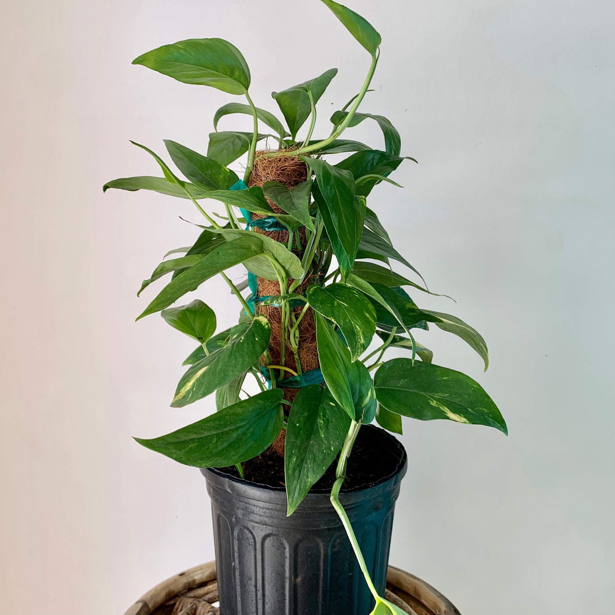 Epipremnum pinnatum aurea-variegata on coir totem approximately 2Ft ta –  House of Plants