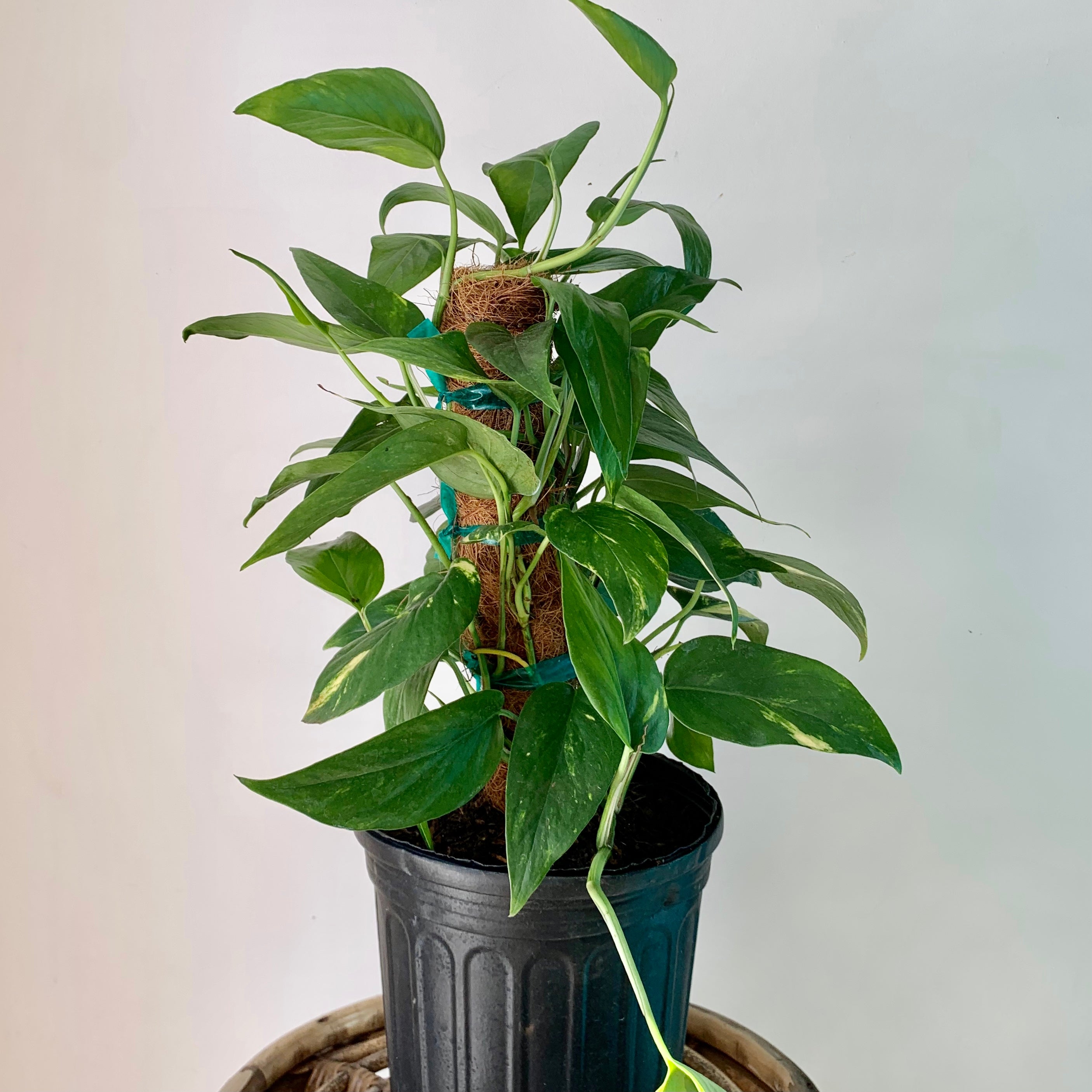 Epipremnum pinnatum 'Aurea' – The Plant Store