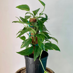 Epipremnum pinnatum aurea-variegata on coir totem approximately 2Ft tall in 6”pot
