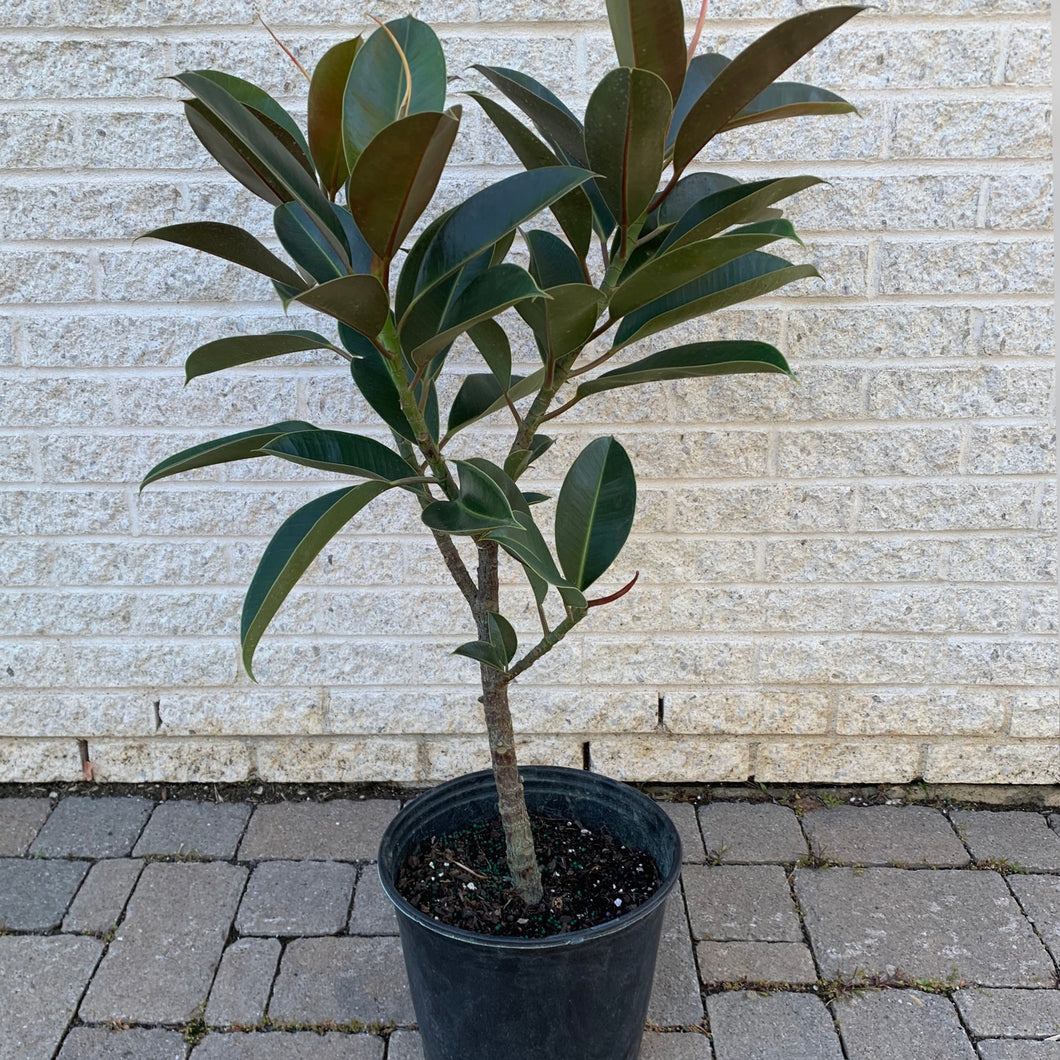 Ficus Melany approximately 3 ft tall in 10” pot