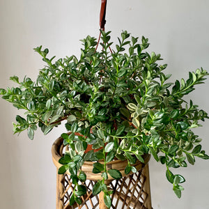 Goldfish Plant (Nematanthus) “Variegated  8” Hanging Basket