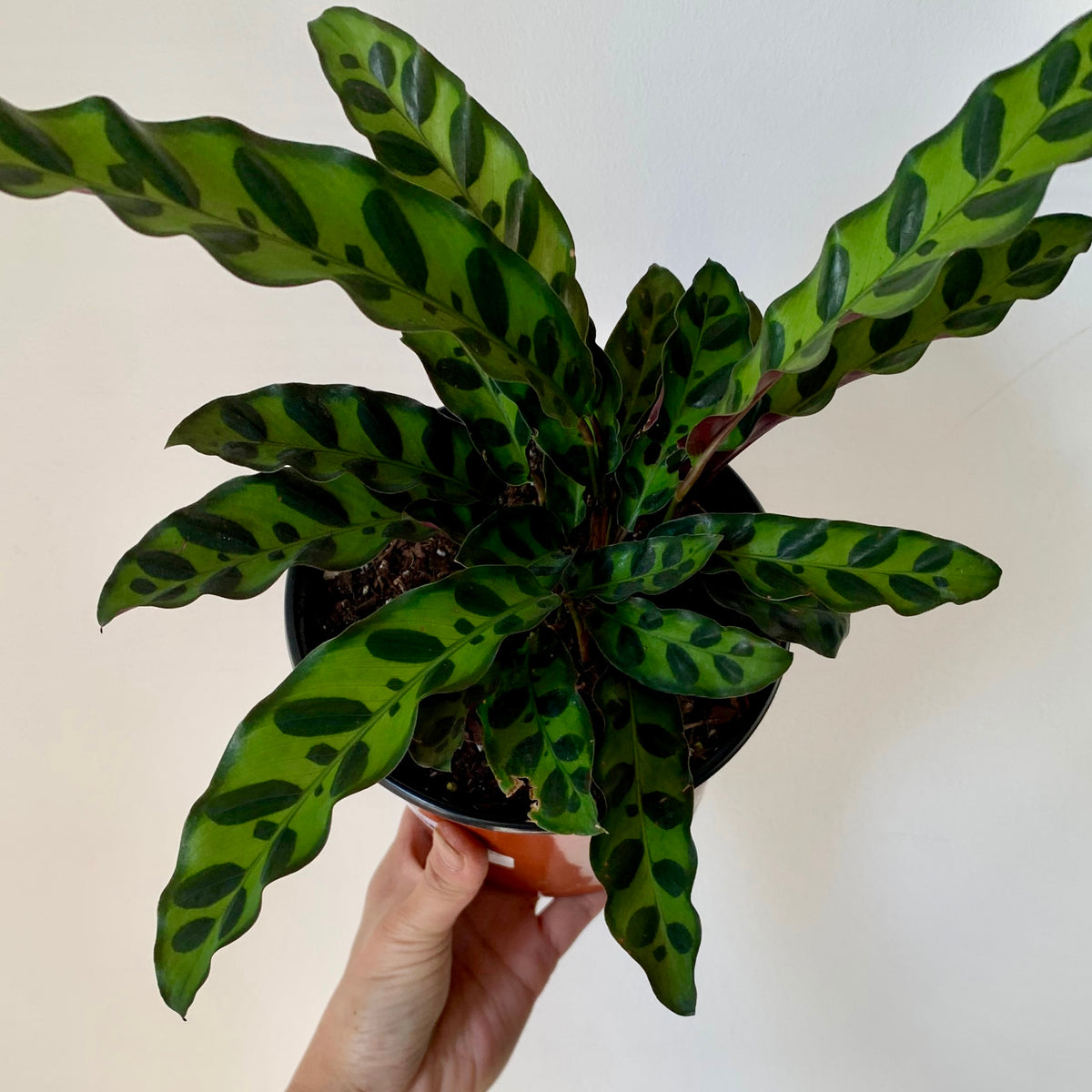 Calathea  “Rattle Snake”(Lancifolia) 5”pot