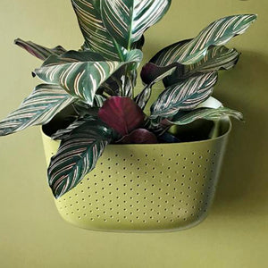 WallyGro Eco Planter (multiple colours available)