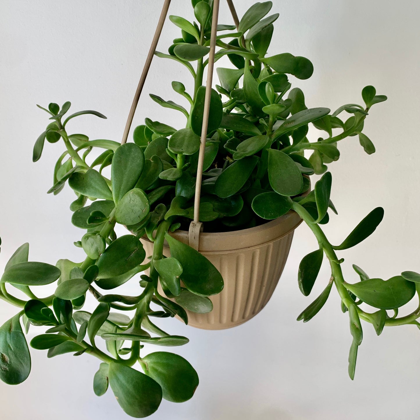 Trailing Jade Succulent (senecio jacobsenii) 6” hanging basket