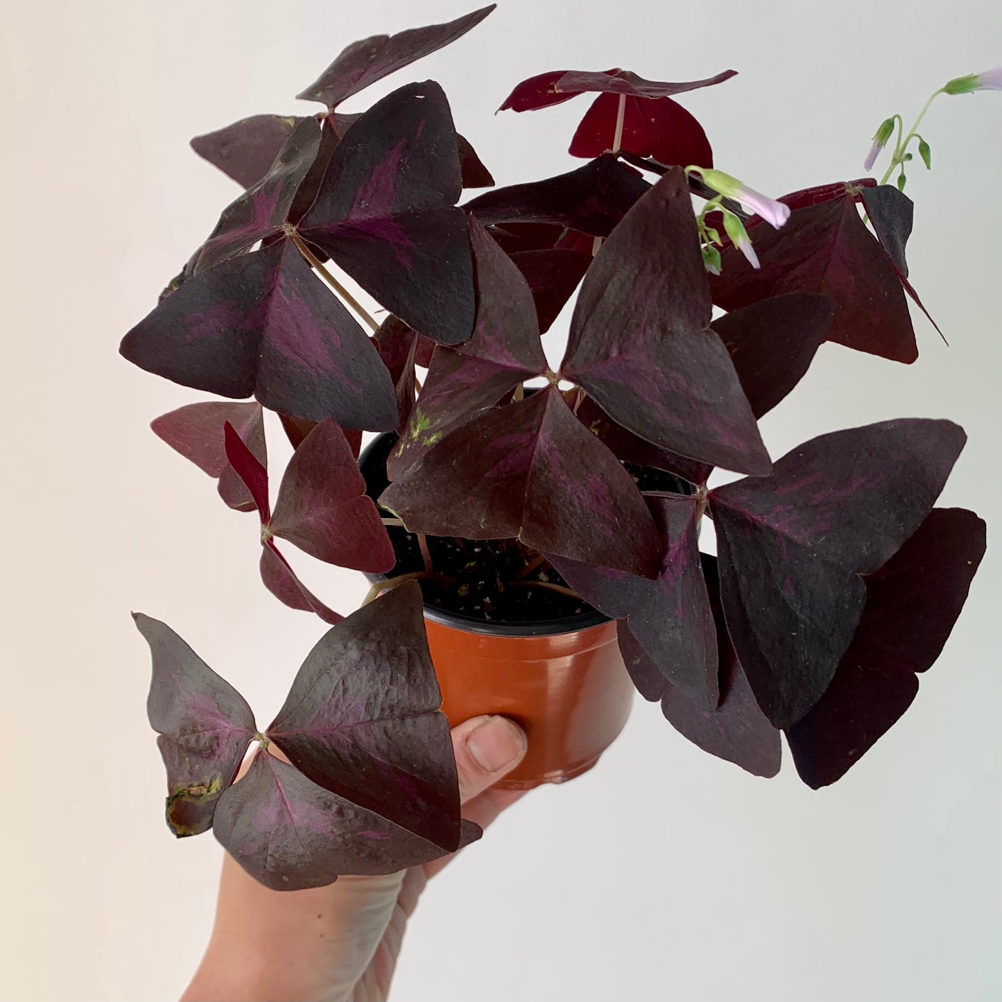 Purple Shamrock Plant (Oxalis triangularis) 4" pot