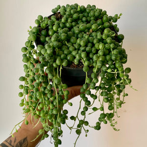 String of Pearls (Senecio Rowleyanus,) 5” pot